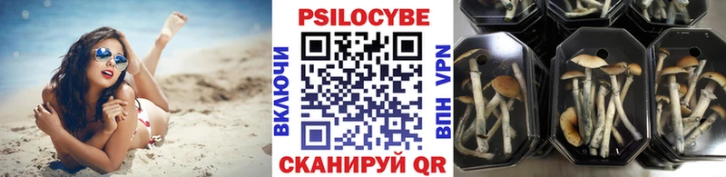 хочу наркоту  Жуковский  Псилоцибиновые грибы Psilocybine cubensis 